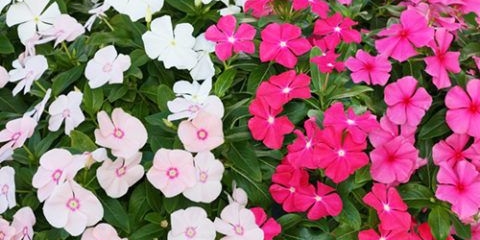 Ampel periwinkle rivijera (rivijera) f1: fotografija, uzgoj, reprodukcija